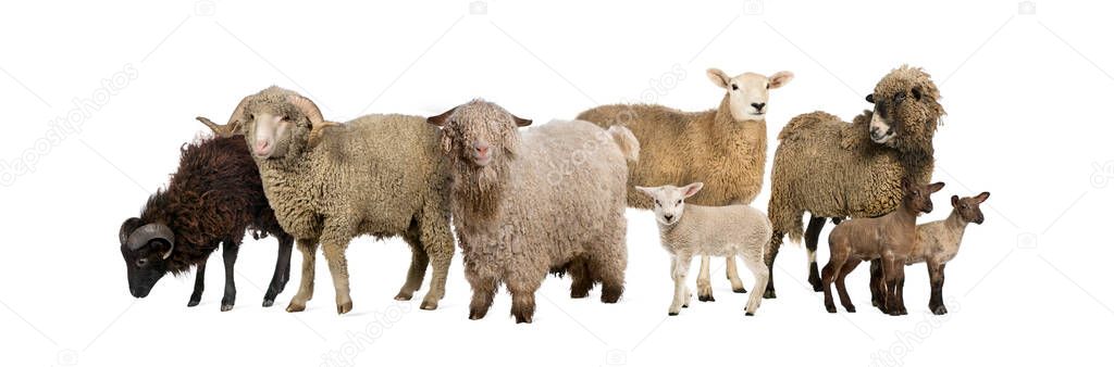 Group of many goats and sheep in a row, isolated