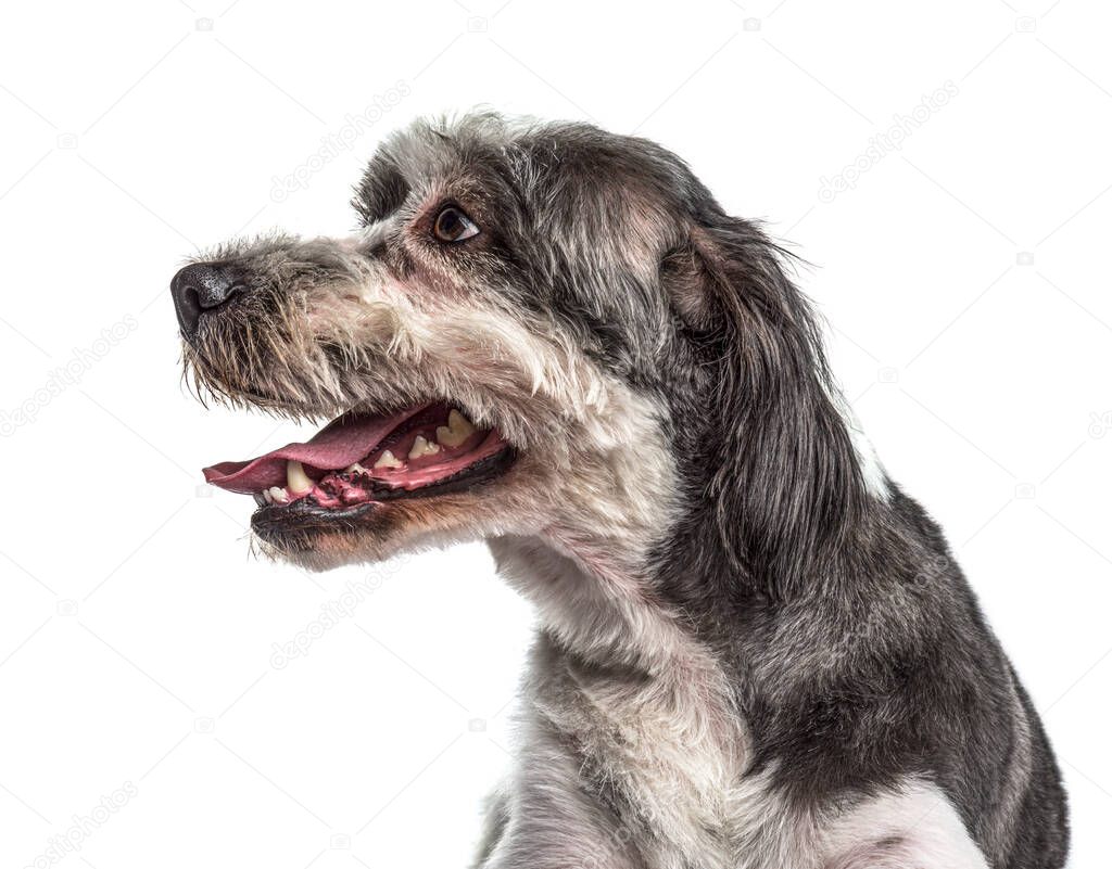 Side view of a old grey Crossbreed dog panting and showing his tooth