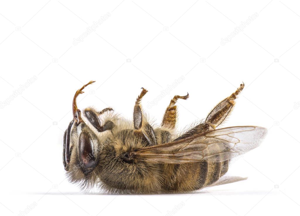 Dead bee, on its back, isolated on white