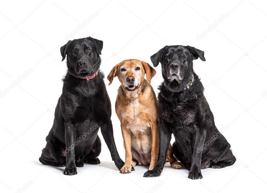 Group of Labrador Retriever dogs, isolated on white