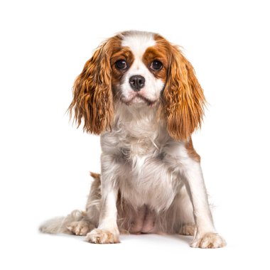 Şövalye Kral Charles Spaniel, izole edilmiş köpek.