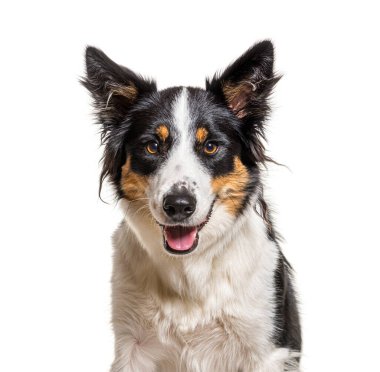 Soluk soluğa bir Border Collie 'nin kafa fotoğrafı, izole edilmiş.