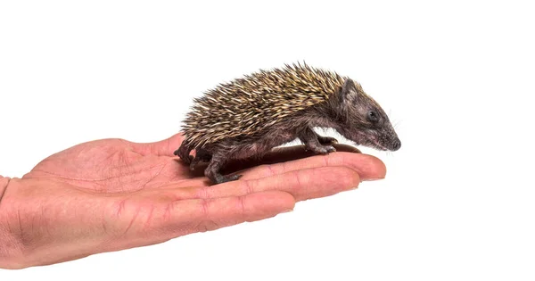 Jonge Europese Egel Een Menselijke Hand — Stockfoto