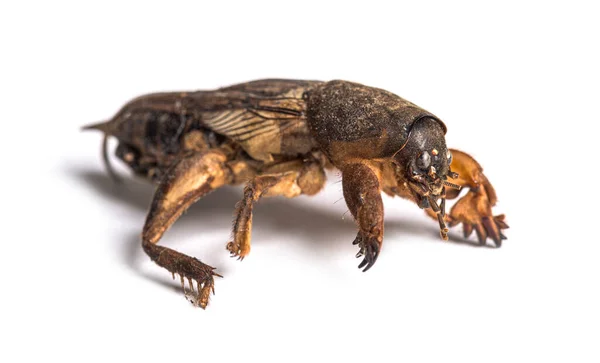 Ölü Avrupalı Köstebek Cırcır Böceği — Stok fotoğraf