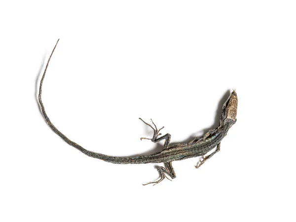 Lézard Commun Mort État Décomposition — Photo