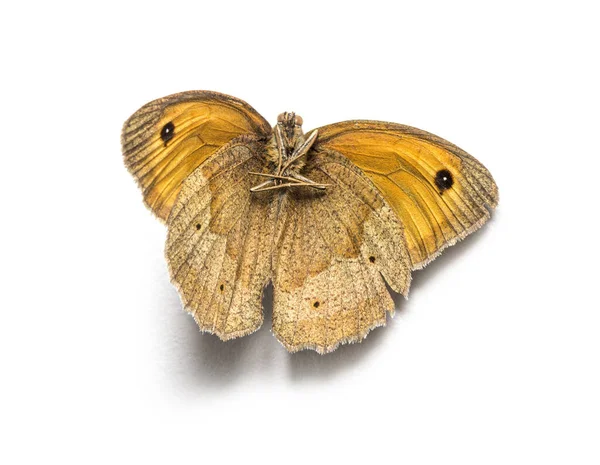 Dead Butterfly State Decomposition — Stock Photo, Image