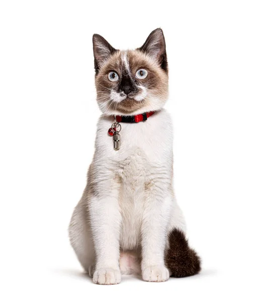 확인을 튜브를 착용하고 알낳은 고양이 — 스톡 사진