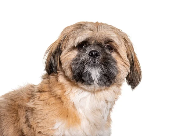 Groomed Bege Shih Tzu Cão Gromed Isolado — Fotografia de Stock