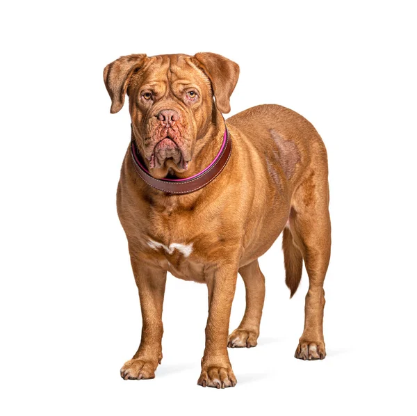 Dogue Bordeaux Standing Front Isolated — Stock Photo, Image