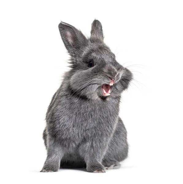 Expressive Grey Giovane Coniglio Piedi Fronte Isolato Facendo Volto — Foto Stock