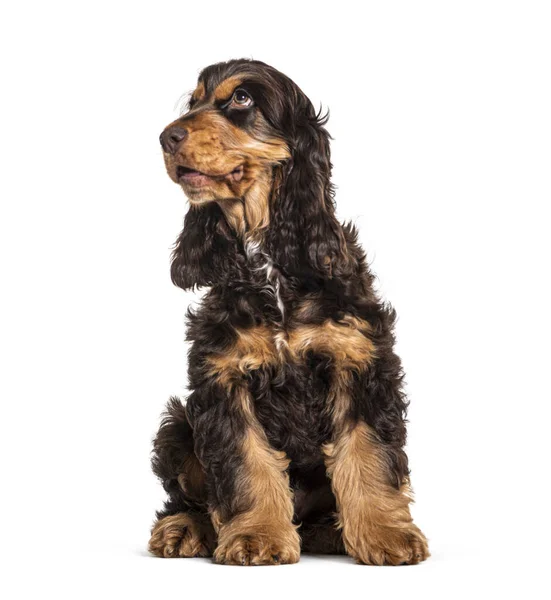 Kahverengi Ngiliz Cocker Spaniel Köpek Beyaz Üzerine Izole — Stok fotoğraf