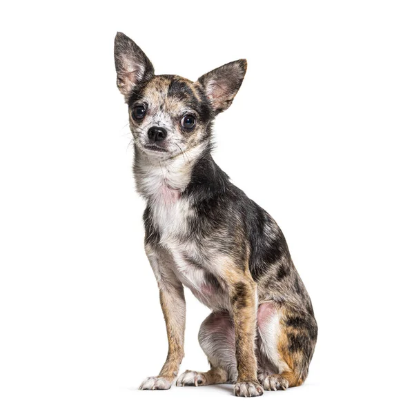 Red Merle Chihuahua Isoliert Auf Weiß — Stockfoto