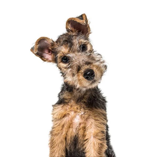 Porträtt Ung Grizzel Och Brun Sjöterrorhund Sittande Tre Månader Gammal — Stockfoto