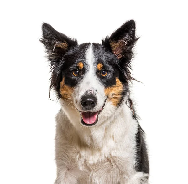 Soluk Soluğa Bir Border Collie Nin Kafa Fotoğrafı Izole Edilmiş — Stok fotoğraf