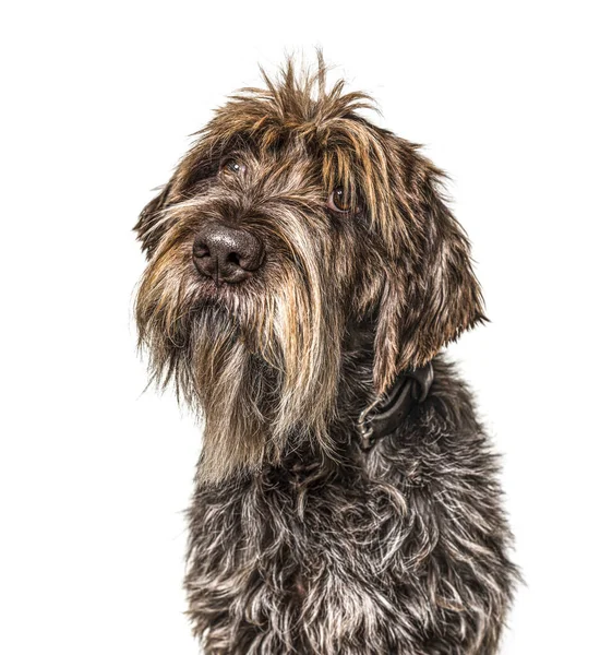 Testa Cane Arruffato Korthals Griffon Isolato Bianco — Foto Stock