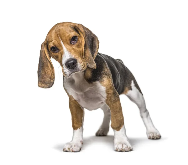 Young Puppy Three Months Old Beagle Dog Standing Front Isolated — Stock Photo, Image