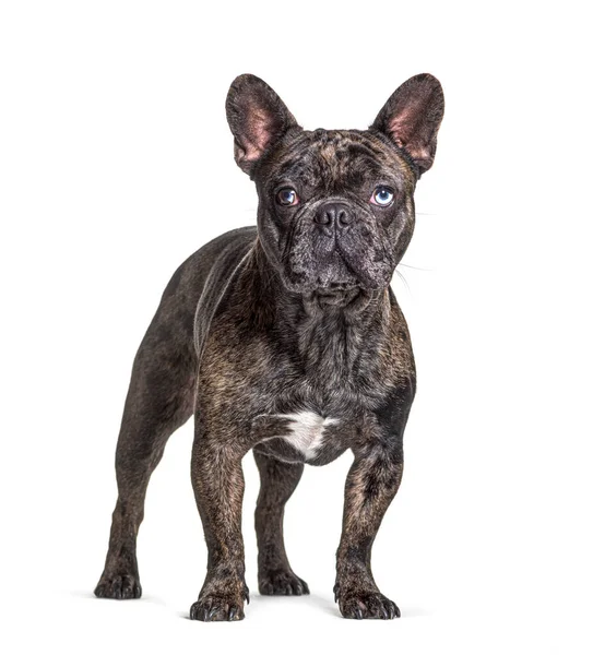 Brindle Francia Bulldog Kék Szemű Álló Elszigetelt Fehér — Stock Fotó