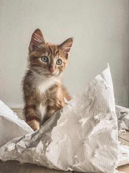 Ginger Kitten Melez Kedi Yumuşak Beyaz Kağıtla Oynuyor — Stok fotoğraf