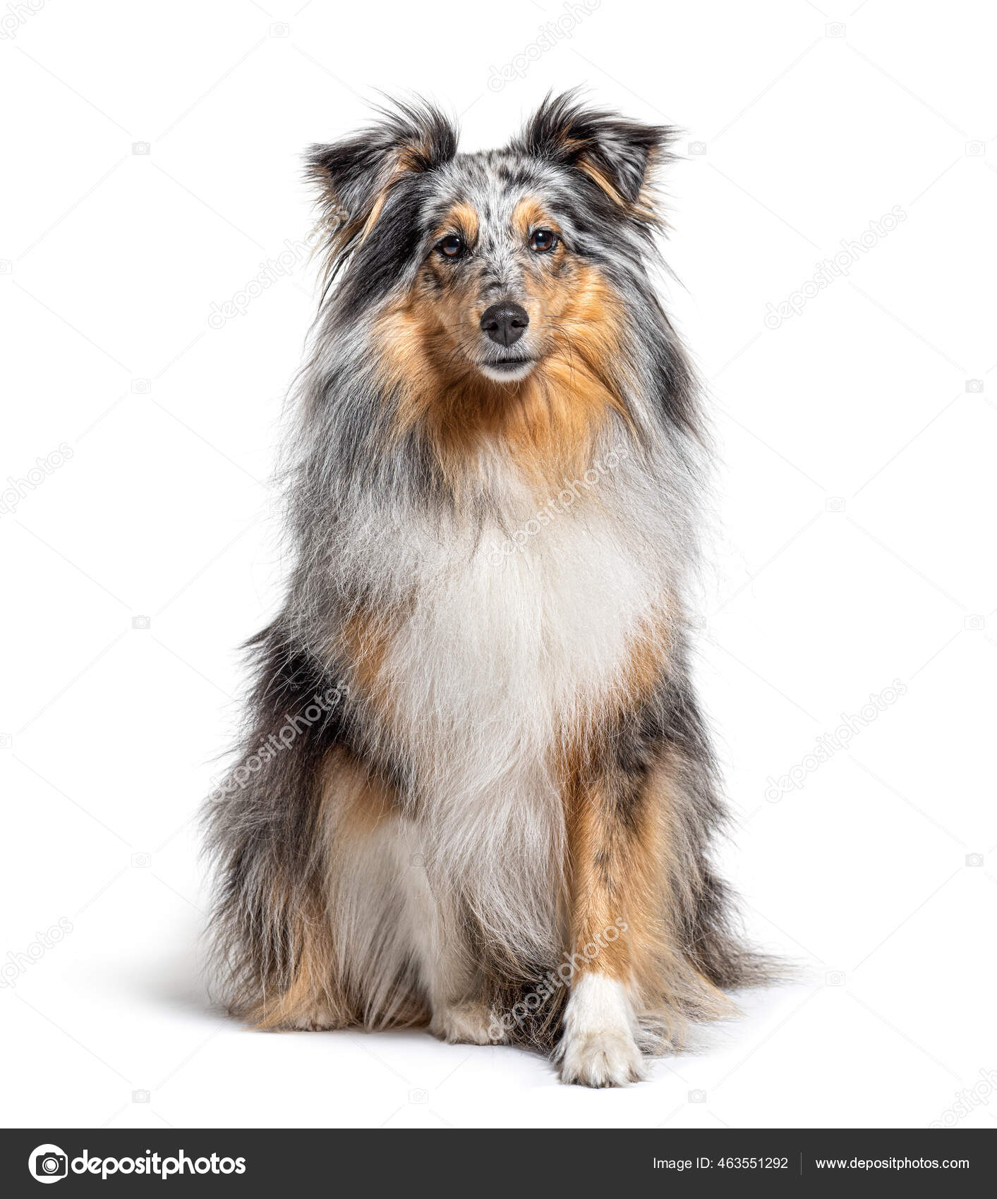 Sentado Azul Merle Sheltie Aislado Blanco fotograf??a de stock