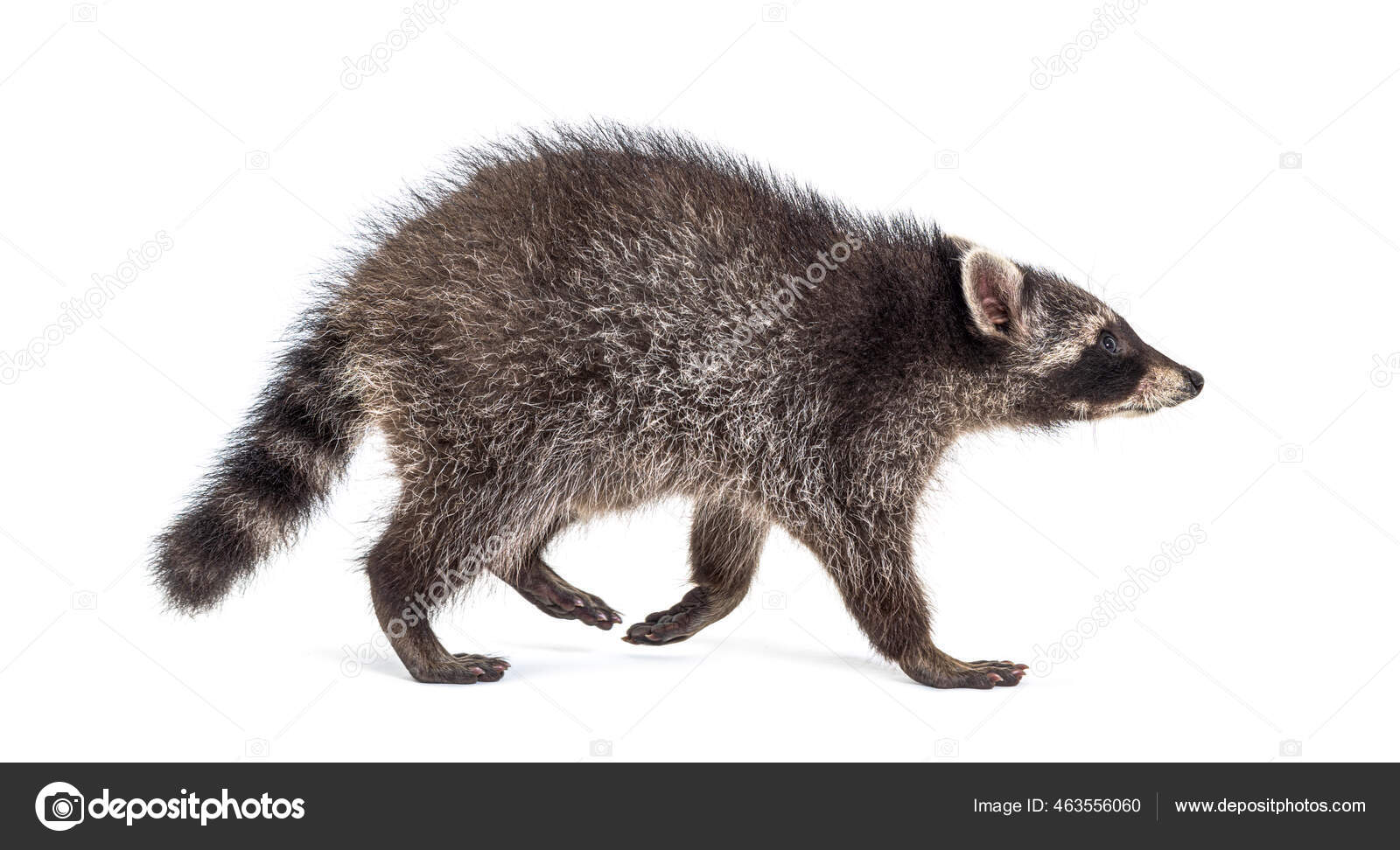 depositphotos_463556060-stock-photo-side-view-young-walking-raccoon.jpg