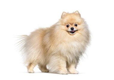 Küçük köpekli krem, ıssız.
