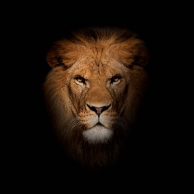 Aslanın yakın çekimi, Panthera Leo siyah arkaplanın önünde.