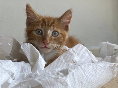 Ginger Kitten, melez kedi, yumuşak beyaz kağıtla oynuyor.