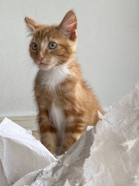 Ginger Kitten, melez kedi, yumuşak beyaz kağıtla oynuyor.