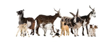 Bir sürü keçi ve koyun bir arada.