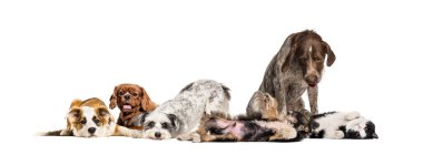 Bir grup ilgisiz ve hasta melez köpek yan yana oturuyorlar.