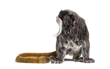 İmparator Tamarin, Saguinus Kumandanı, beyaz üzerine izole edilmiş.