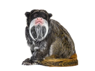 İmparator Tamarin, Saguinus Kumandanı, beyaz üzerine izole edilmiş.