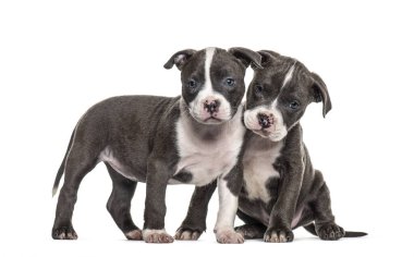 Two Young puppies American Bully isolated on white clipart