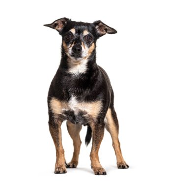 Yaşlı siyah ve kahverengi Pinscher Köpek, izole