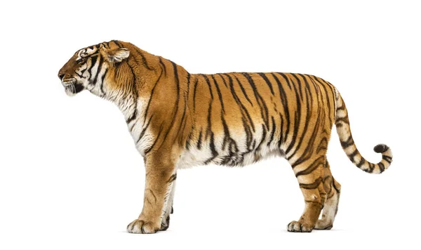 Vista Lateral Tigre Posando Pie Frente Fondo Blanco —  Fotos de Stock