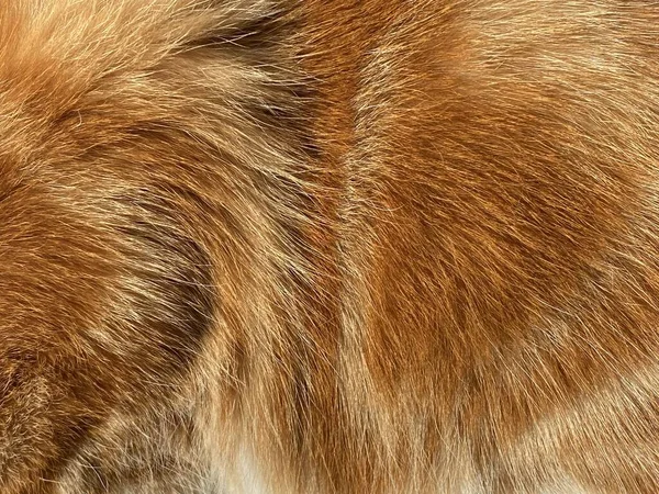 Nahaufnahme Einer Haarigen Ingwerkatze Rotes Fell Schöne Natürliche Konsistenz Nahaufnahme — Stockfoto