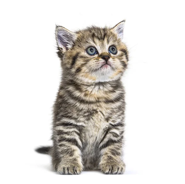 Cute Kitten British Shorthair Ізольований Білому — стокове фото