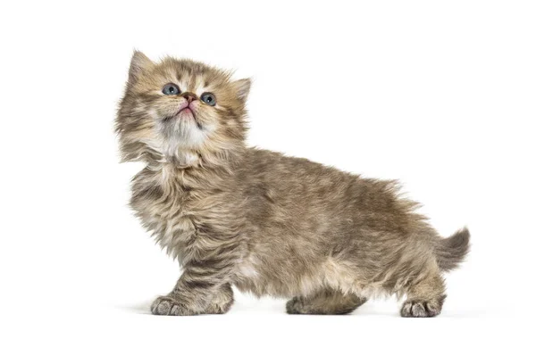 Vista Laterale Kitten British Longhair — Foto Stock