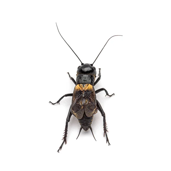 Erkek Cırcır Böceği Beyaz Üzerine Izole Edilmiş — Stok fotoğraf