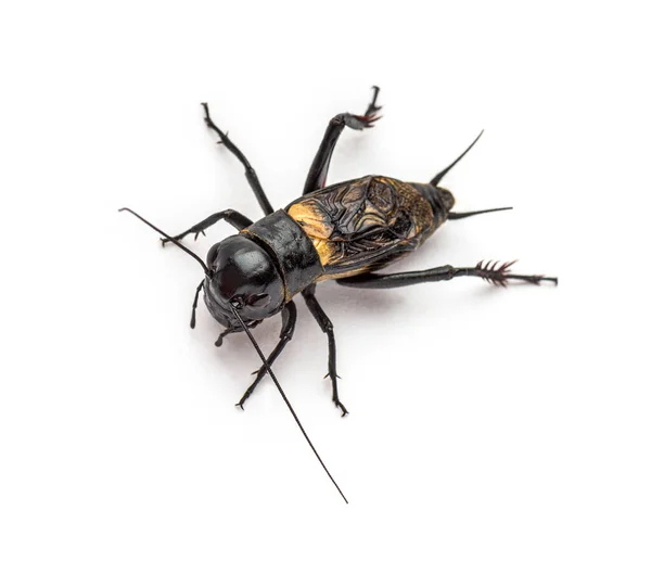 Male Field Cricket Isolated White — Stock Photo, Image