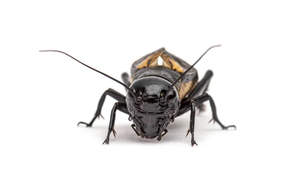 Male Field Cricket Isolated White — Stock Photo, Image