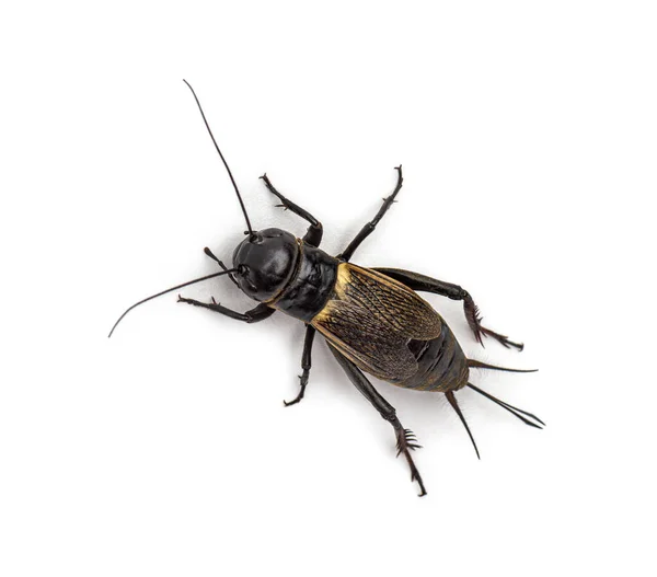 Kadın Cırcır Böceği Beyaz Üzerine Izole Edilmiş — Stok fotoğraf
