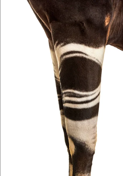Okapi Okapia Johnstoni Isolated White — Stock Photo, Image