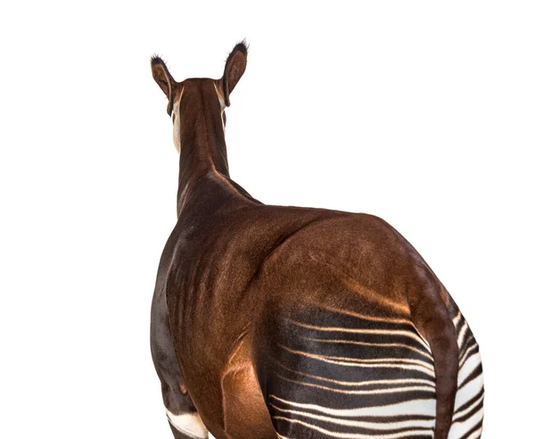 Okapi Okapia Johnstoni Isolado Branco — Fotografia de Stock