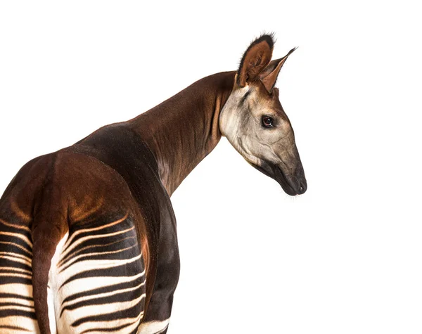 Okapi Okapia Johnstoni Isolado Branco — Fotografia de Stock