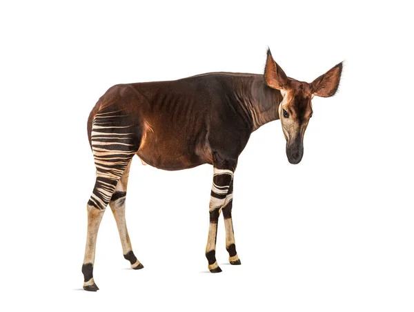 Okapi Okapia Johnstoni Geïsoleerd Wit — Stockfoto