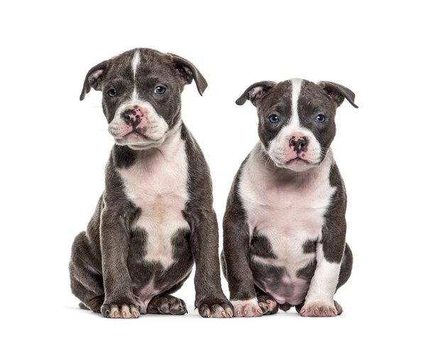 Deux Jeunes Chiots American Bully Isolés Sur Blanc — Photo