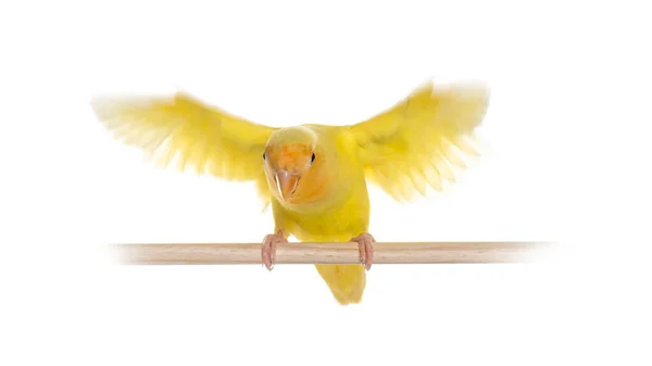 Amarelo Lovebird Isoated Branco — Fotografia de Stock