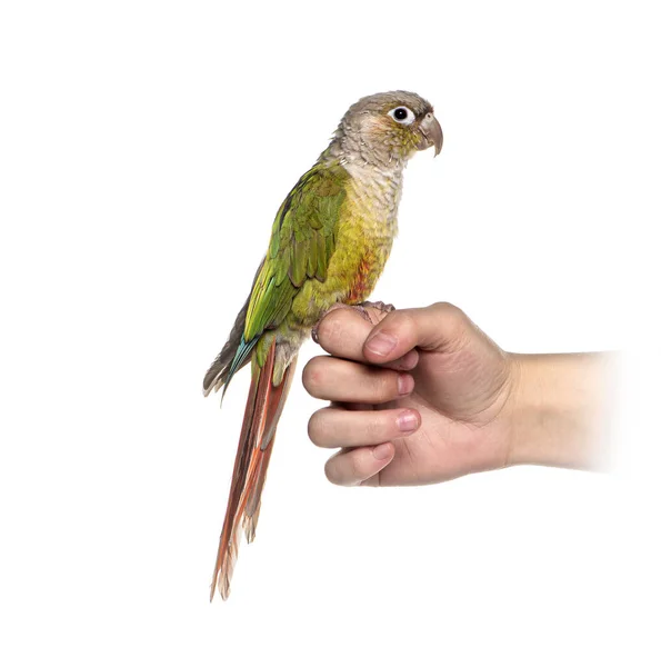 Tropischer Vogel Auf Menschlicher Hand — Stockfoto