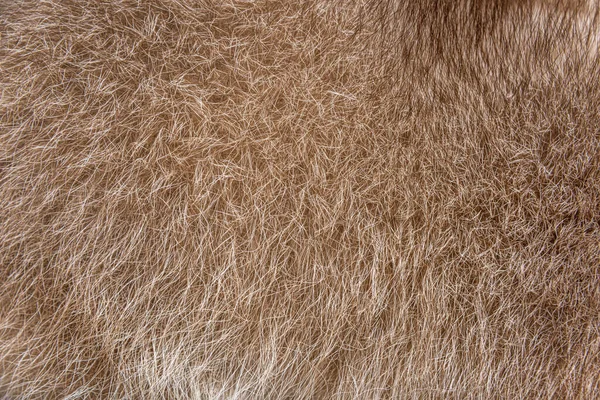 茶色のタヌキの毛皮の上の毛皮のクローズアップ — ストック写真